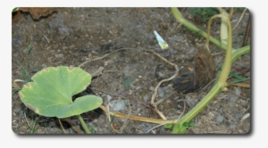 Just Drought Or Is Something Nefarious Behind My Wilted - Squash Vine Borer