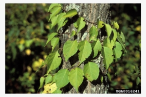 In Fact, Three Of The Most Common Invasive Plants In - Leaves That Wrap Around Tree