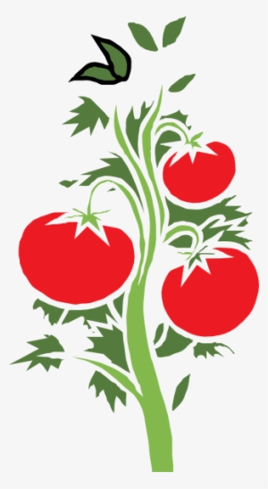 Tomato Vine - Tomato Plant Icon Png