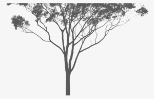 Eucalyptus Or Gum Tree Silhouette Australia Tattoos - Gum Tree Silhouette Png