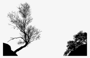Tree Branch Silhouette Black And White Drawing - Trees Silhouette