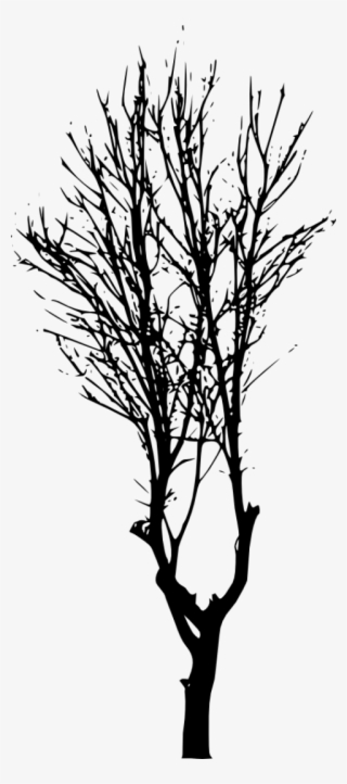 Tree Branch Silhouette Png - Tree Branch Transparent Background Png