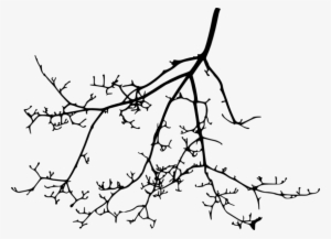 Free Png Tree Branch Silhouette Png Images Transparent - Portable Network Graphics