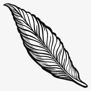 Feather Drawing Line Art Quill Cartoon Free Commercial - Feather Clipart Transparent