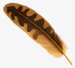 Free Png Feather Png Images Transparent