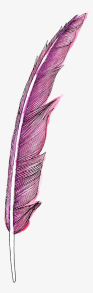 Pink Hand Drawn Feather - Feather Png