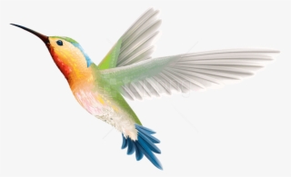 Free Png Birds Png Images Transparent - Hummingbird Png