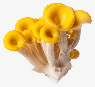 Yellow Golden Mushroom - Oyster Mushroom