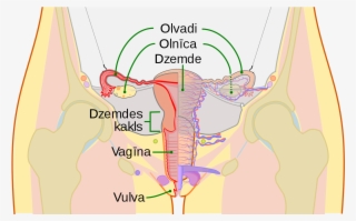 Scheme Female Reproductive System-lv - Cervix
