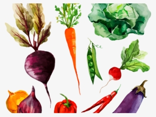 Drawn Vegetable Radish - Watercolor Vegetables Drawing Png