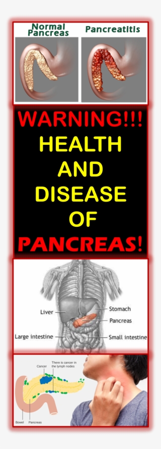 Health Of Pancreas Is Necessary For Good Function Of - Nj Wealth