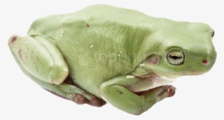 Free Png Frog Png Images Transparent - Will You Be My Big Frog