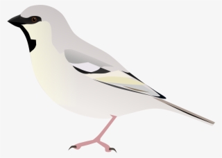 Zarudny's Sparrow - Loggerhead Shrike