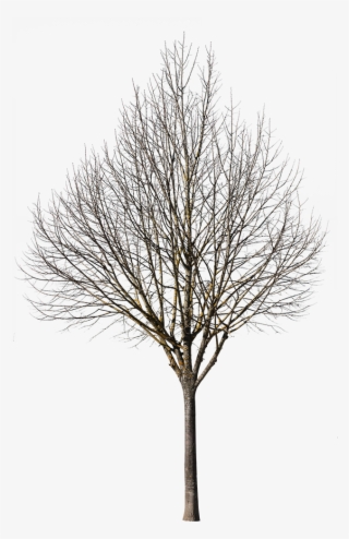 Deciduous Tree Winter Viii - Oak