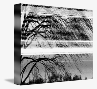 Black And White Willow Tree - Monochrome