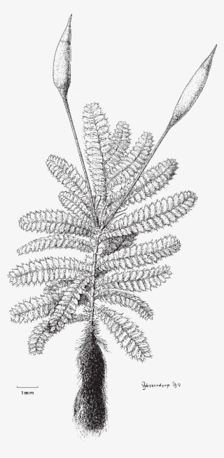 Moss Drawing Scientific - Pond Pine