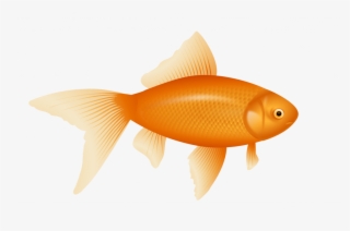 Modest Pictures Of A Fish Gold Cracker Graphic Library - Goldfish Clipart