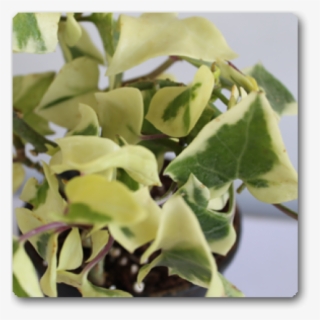 Houseplant