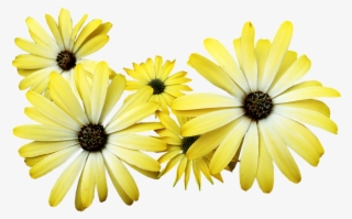 Daisies, Yellow, Flowers, Garden, Nature - Yellow Daisy Png