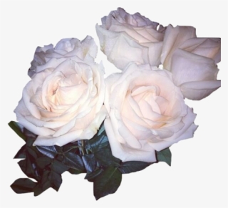 Flower White Whiterose Stickers Aesthetic Freetoedit - White Roses Tumblr Png