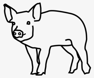 Pig - Domestic Pig