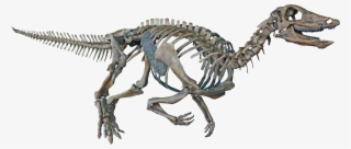 Thescelosaurus Neglectus - Velociraptor