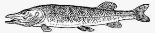 Fish Type Scales Fishing Pike Png Image - Pike Clipart