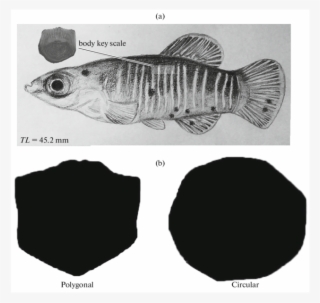 Left Side Of The Fish Specimen Shows Location Between - Perch