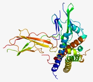 Hormon Rasta - Human Growth Hormone Receptor Structure