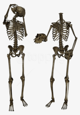 Free Png Skeleton, Skull Png Images Transparent - Background Picsart Png Hd
