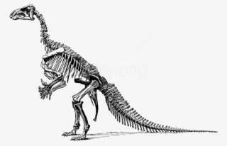Free Png Download Tyrannosaurus Fossil Skeleton Png - Clipart Of Dinosaur Bones