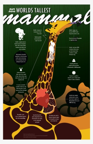 Giraffe Infographic - Hoffman Enclosures