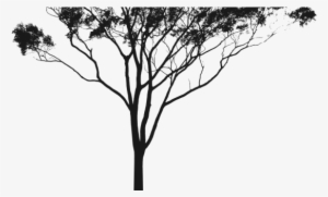 Inspirational Design Gum Tree Silhouette Eucalyptus - Australian Gum Tree Silhouette