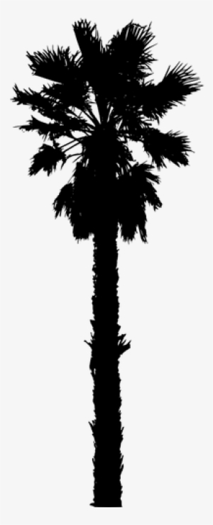 4110 Clipart Live Oak Tree Silhouette - California Palm Tree Vector