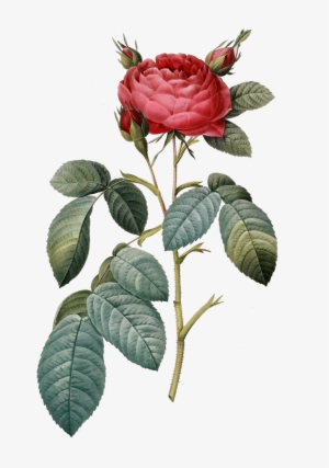 Vintage Floral, Vintage Flowers, Pink Flowers, Clipart - Redoute Les Roses 1817