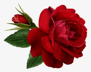Red Roses Rosas Rojas Foryou Bemyvalentine Valentinesda - Rose Flower Gif