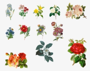 Download Vintage Plants Png Clipart Garden Roses Floral - Vintage Flowers Lily Png