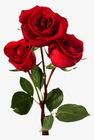 Oliendo Aromas De Pétalos, Rosas Rojas - Dark Red Roses