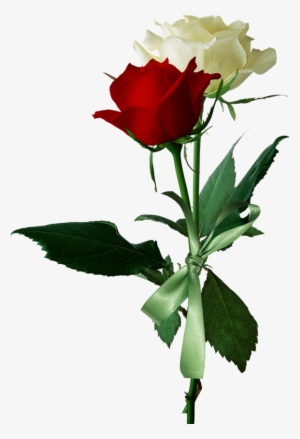 Яндекс - Фотки - White And Red Roses Png Transparent