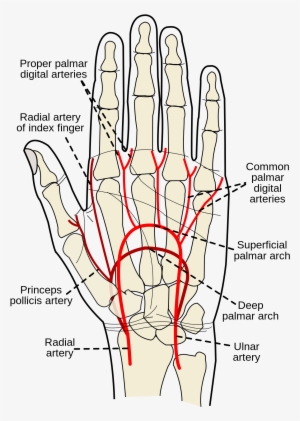 Superficial Palmar Arch Wikipedia - Bones And Tendons Right Hand
