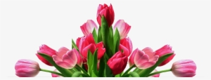 Get Well Tulips - Get Well Flower Png