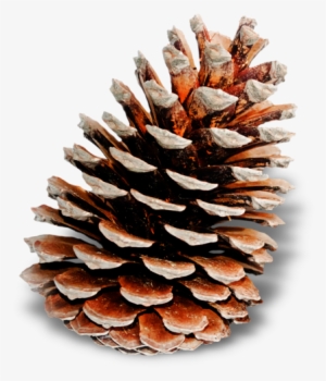 Pine Cones - Pine Cone Family - Nature Flower Handmade Pendant Necklace