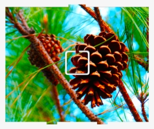 Pine Cone - 1 On/off - Pine