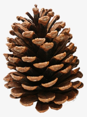 Pine Cone Clipart Image Download - Pine Cone Transparent Background