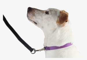 Flat Collar - Companion Dog