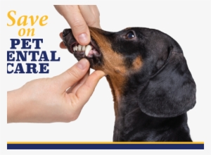Save On Pet Dental During February - Dog