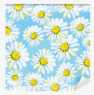 Daisies On The Light Blue Background - African Daisy