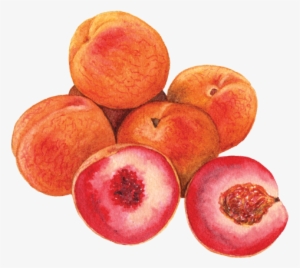 Indian Blood Peaches - Blood Peaches