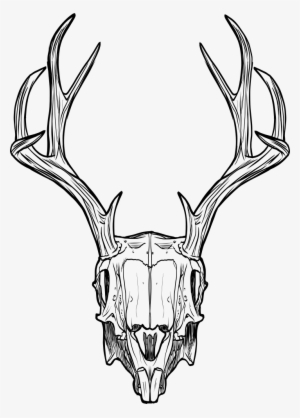 Deer Skull - Jackalope Skull