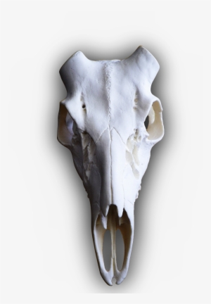 Whitetail Deer Full Teeth European Skull - Deer Skull Transparent Background